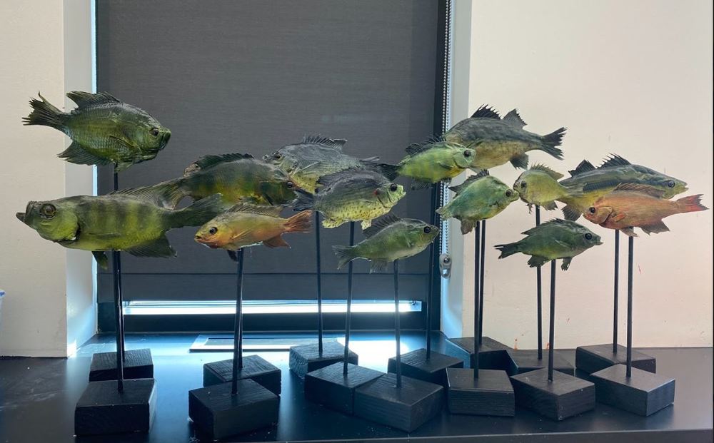 Taxidermied fish on display