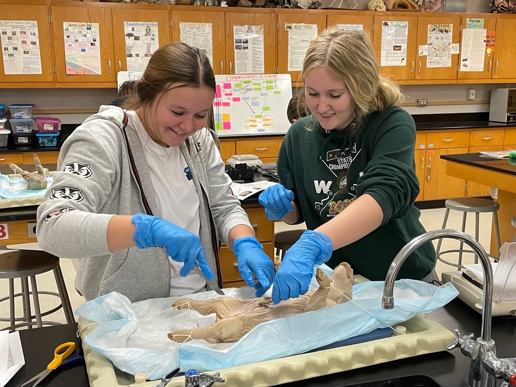 Biomedical students dissecting a pig