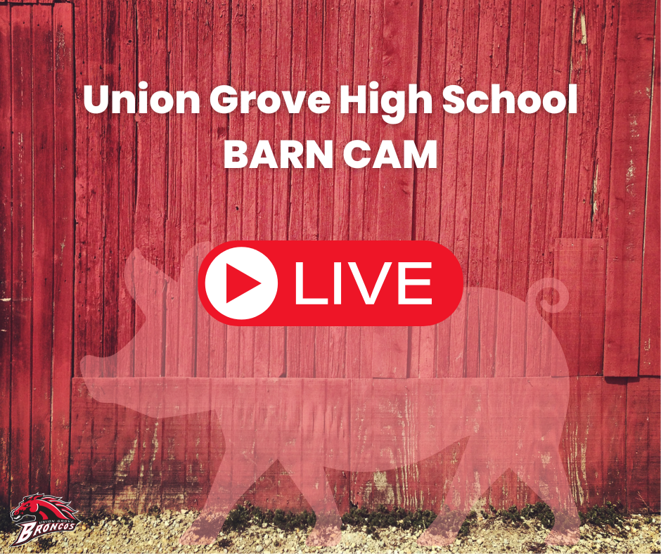 barn cam is live
