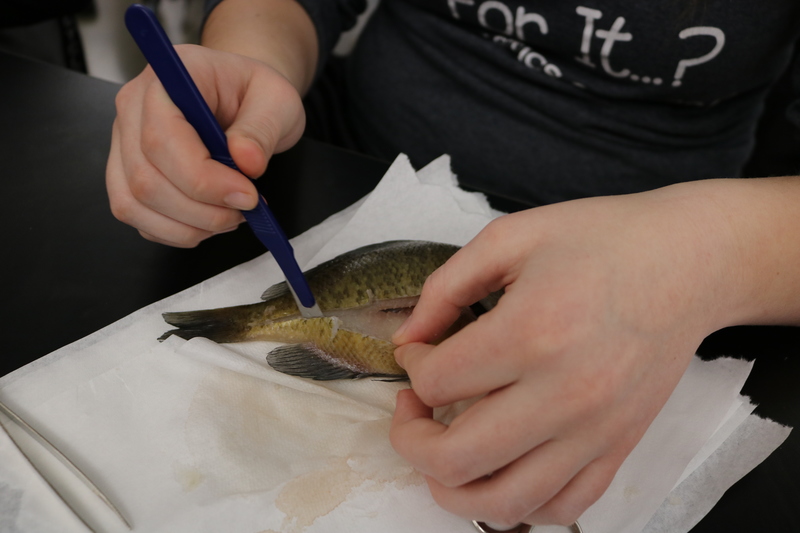 Student cutting a fish